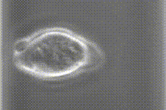 Blebbing mesenchymal stem cell